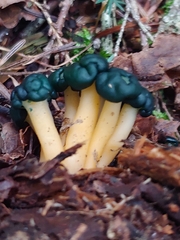 Leotia viscosa