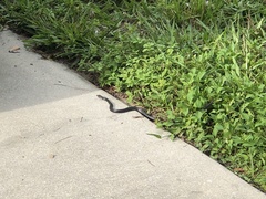 Coluber constrictor priapus