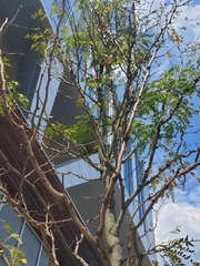 Thyridopteryx ephemeraeformis