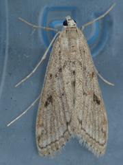 Parapoynx allionealis