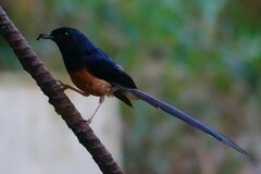 Copsychus malabaricus