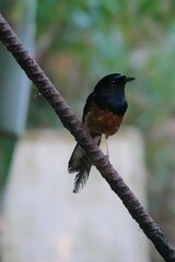 Copsychus malabaricus
