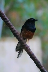 Copsychus malabaricus