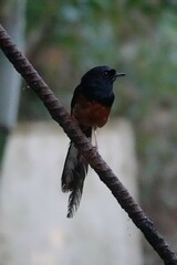 Copsychus malabaricus