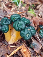 Leotia viscosa