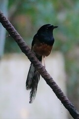 Copsychus malabaricus