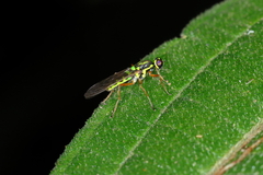 Raphiocerinae