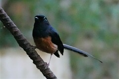 Copsychus malabaricus