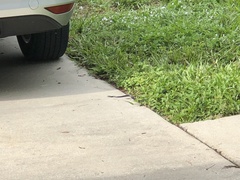 Coluber constrictor priapus