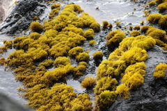 Ahnfeltiopsis concinna