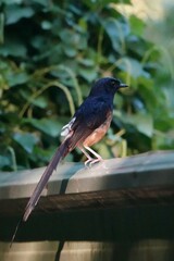 Copsychus malabaricus