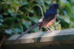 Copsychus malabaricus