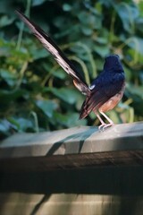Copsychus malabaricus