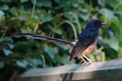 Copsychus malabaricus