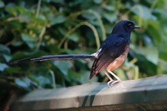 Copsychus malabaricus