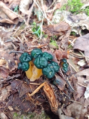 Leotia viscosa
