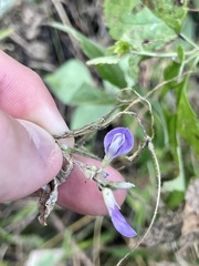 Amphicarpaea bracteata