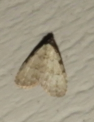 Dyspyralis puncticosta