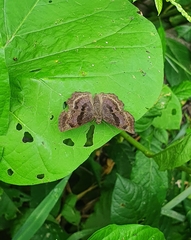 Antigonus funebris