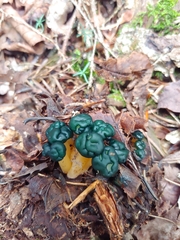 Leotia viscosa