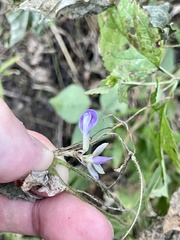 Amphicarpaea bracteata