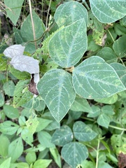 Amphicarpaea bracteata