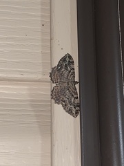 Rheumaptera meadii