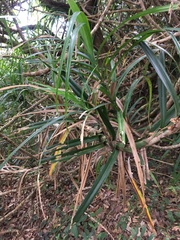 Freycinetia formosana