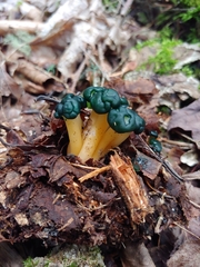 Leotia viscosa
