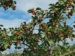Crataegus chrysocarpa