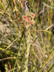 Struthiola tomentosa