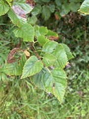 Betula cordifolia