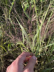 Eragrostis spectabilis