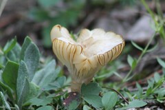 Cuphophyllus virgineus