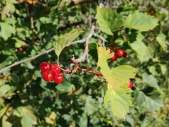 Crataegus chrysocarpa