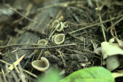 Pezizaceae