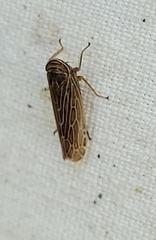 Paramesus major