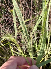 Eragrostis spectabilis