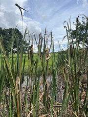 Typha domingensis