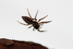 Platycryptus californicus