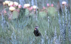 Calcarius ornatus