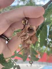 Thyridopteryx ephemeraeformis