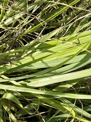 Eragrostis spectabilis