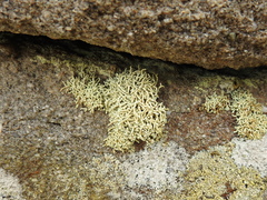 Lecanora phryganitis