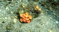 Tubastraea coccinea