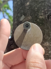 Thyridopteryx ephemeraeformis