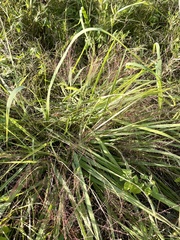 Eragrostis spectabilis