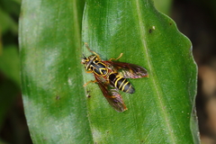 Spilomyia gratiosa