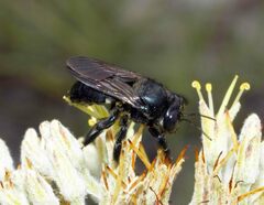 Xylocopa micans