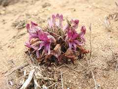 Aphyllon californicum californicum